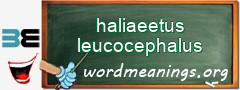 WordMeaning blackboard for haliaeetus leucocephalus